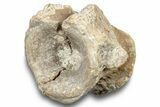 Fossil Synapsid (Dimetrodon) Vertebra w/ Bite Marks - Texas #251382-1